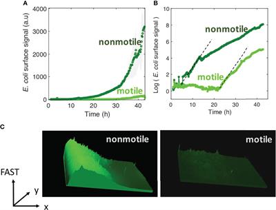 Flagellar Motility During E. coli Biofilm Formation Provides a Competitive Disadvantage Which Recedes in the Presence of Co-Colonizers